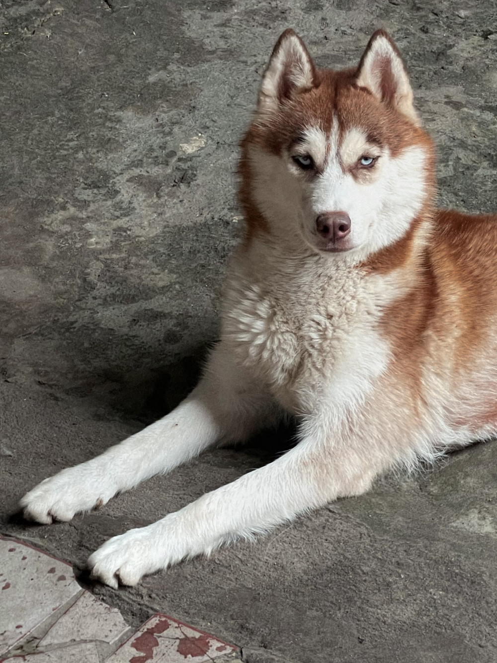 Photo of Lady Lobor Vuk