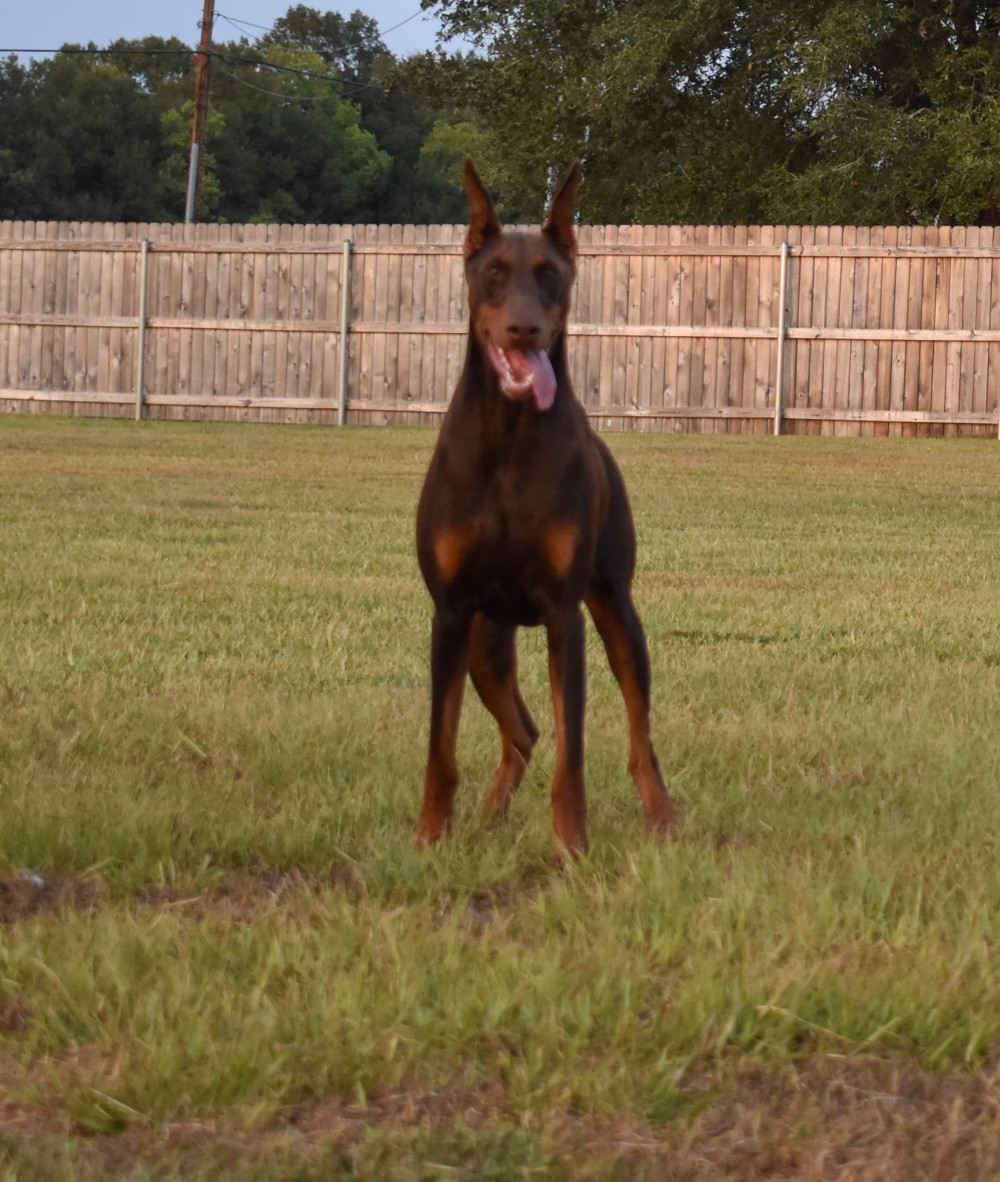 Photo of Indah Lux Zero Dark Thirty