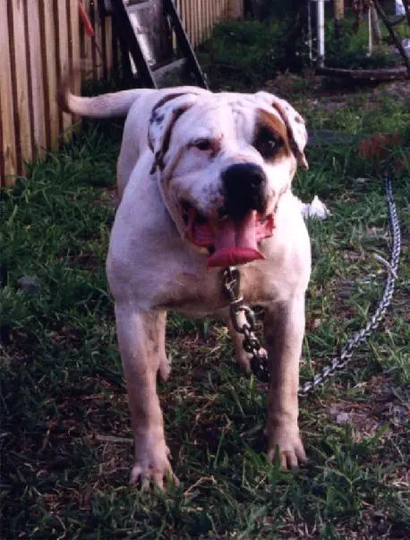 Photo of Big Bull's Thor