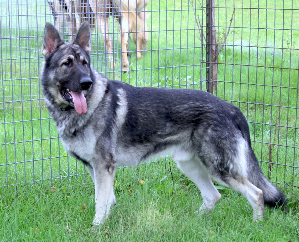 Photo of Steadfast's Royalair's Silver Struck