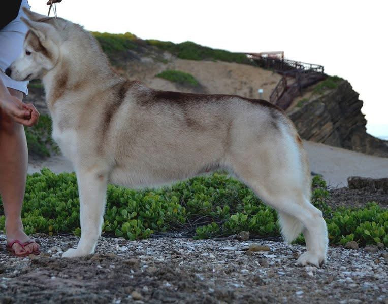 Photo of Belukha J’adore