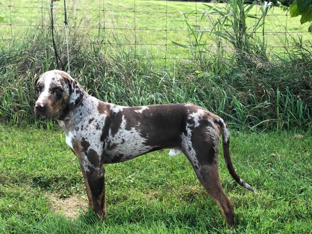 Photo of Caudill Cross' Tango