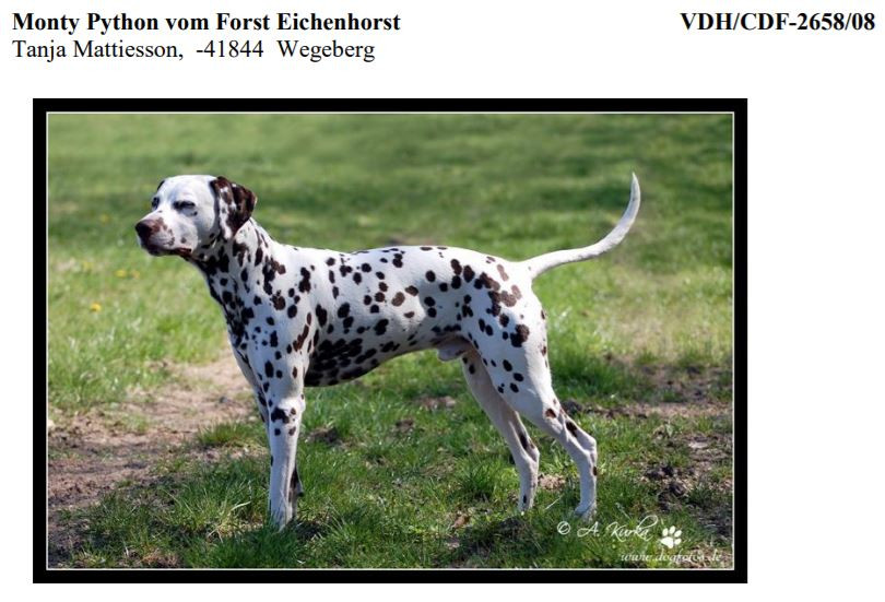 Photo of Monty Python vom Forst Eichenhorst