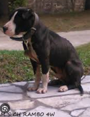 Photo of Raimbo Great