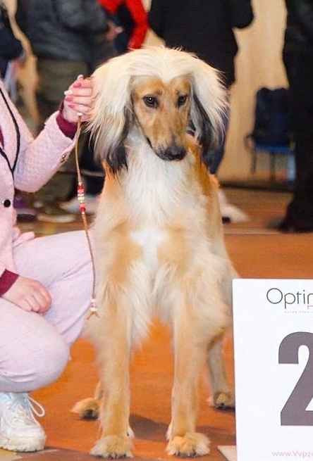 Photo of Luna