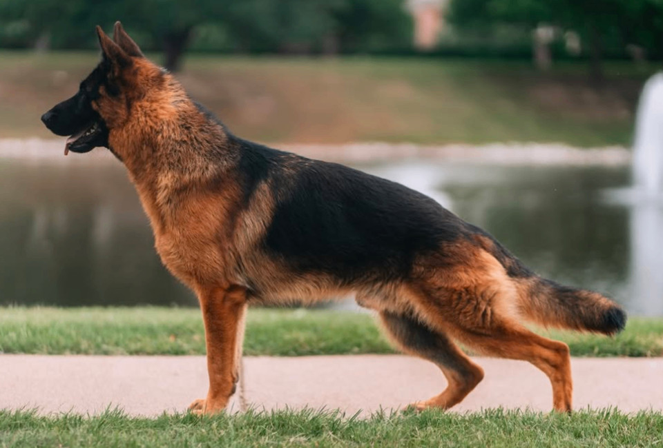 Photo of Java von Kappel