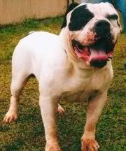 Photo of Royal Grip Bo