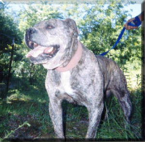 Photo of Doc's Pete