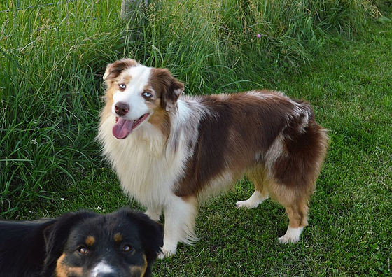 Photo of Patchworks Malachi