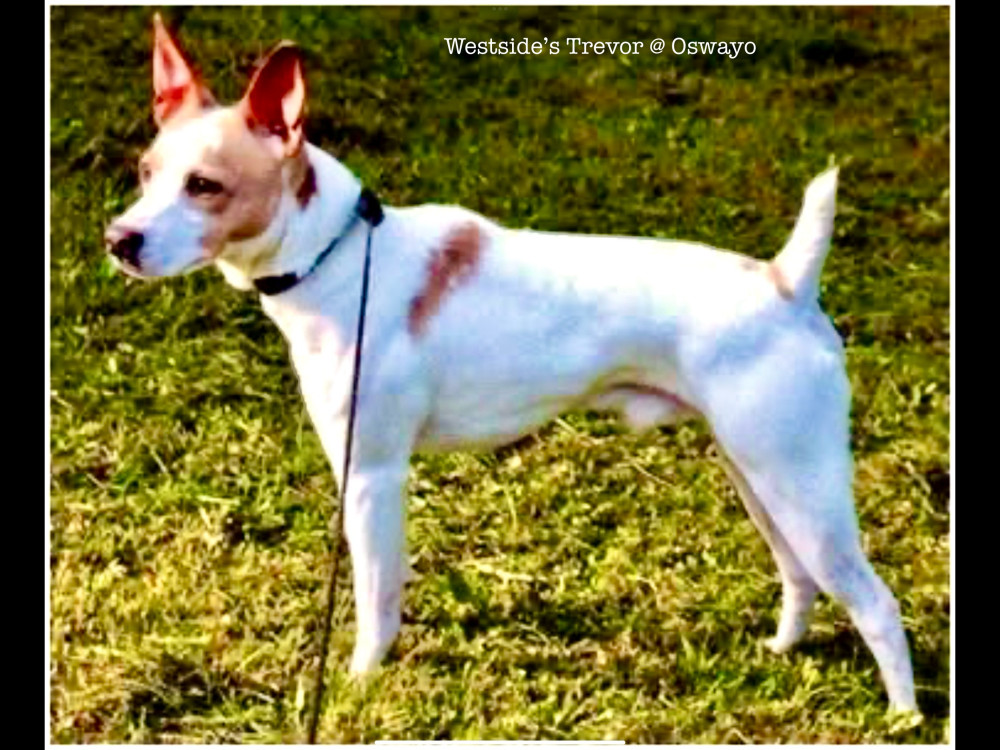 Photo of Westside Deckers Trevor
