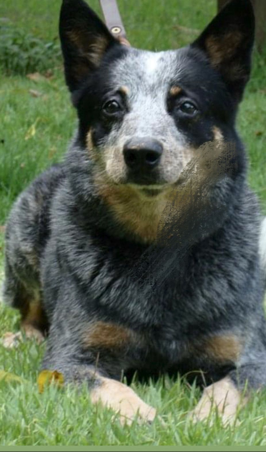 Photo of Kuawarri BigBoy