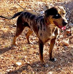 Photo of Plummer's Max