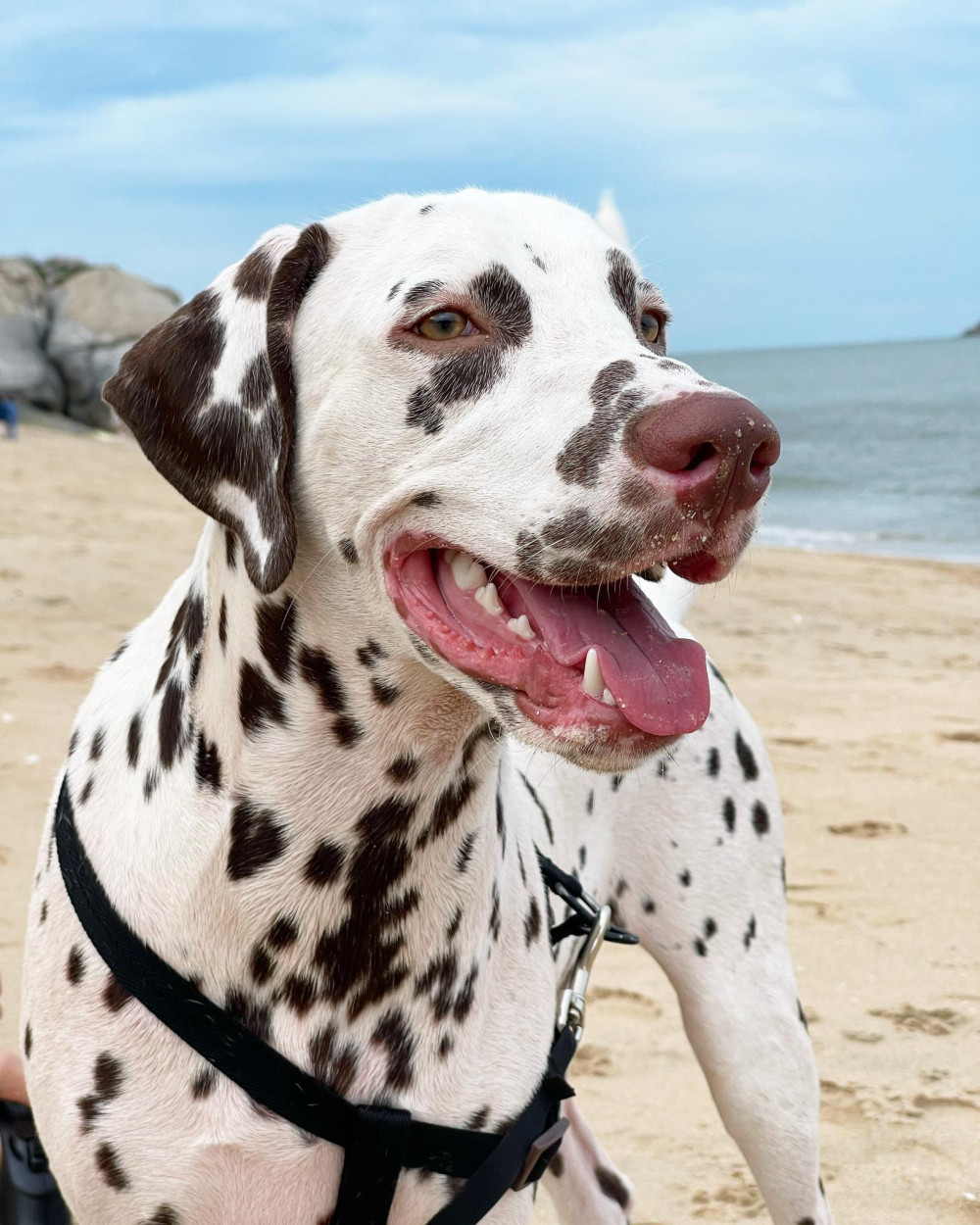Photo of SIAM DALMATIAN’S BROOK