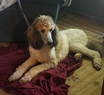 Photo of Country Class Cooper