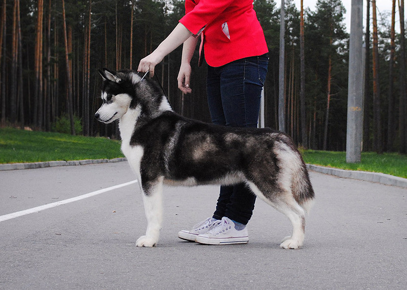 Photo of JUKA HUSKY OSTROWYA