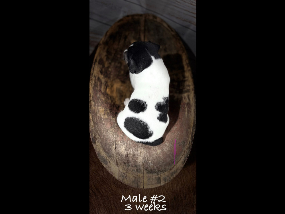 Photo of Mill Pond's Kilo