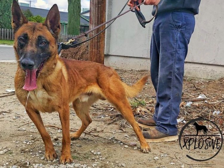 Photo of Drago (Jacobo)