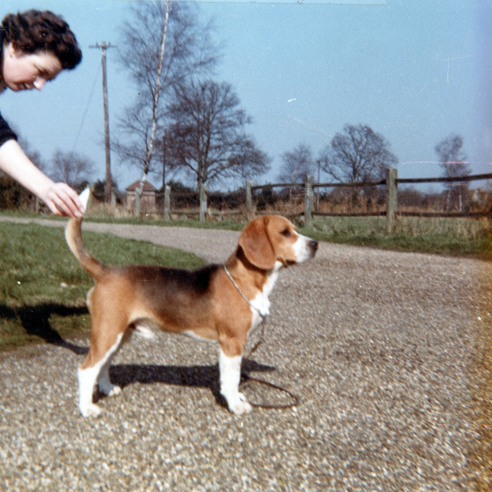 Of Beacott Barrister Pedigree