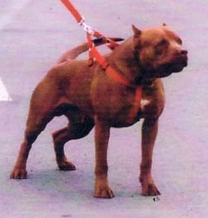 Photo of BADIOLI'S YADO