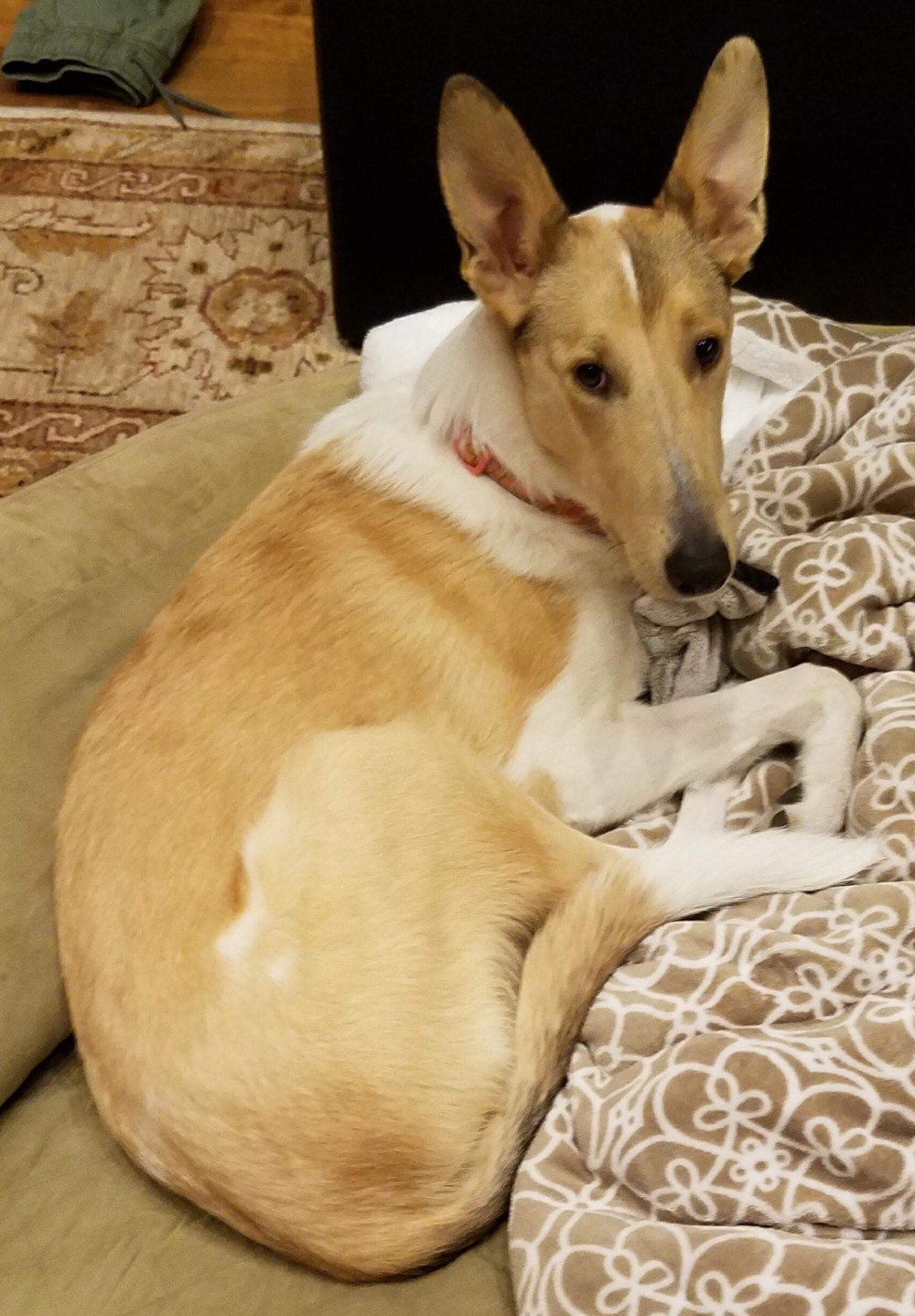 Photo of Dixie