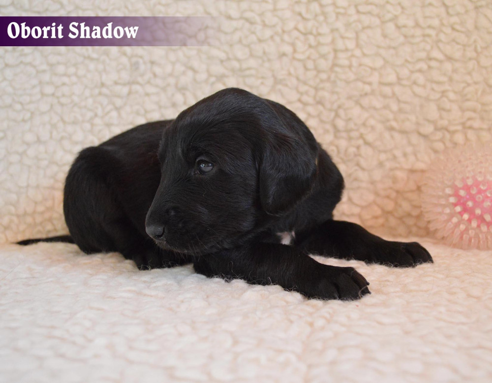Photo of Obirit Shadow