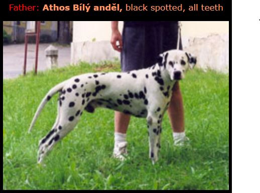 Photo of Athos Bily Andel