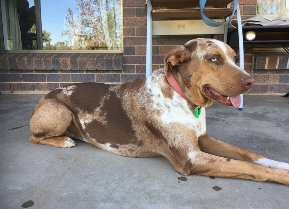 Photo of Queensland's Ruby
