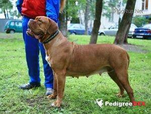 Photo of Avant Roux Unika