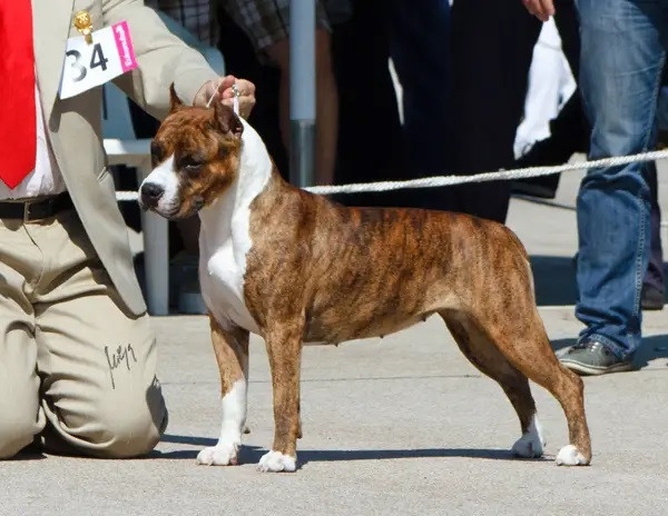 Photo of Ringmaster Pretty Ducipal