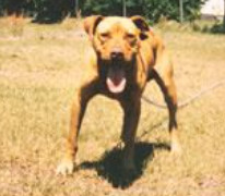 Photo of Morgan's Red Bear
