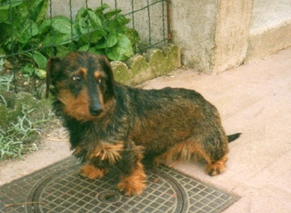 Photo of ercia