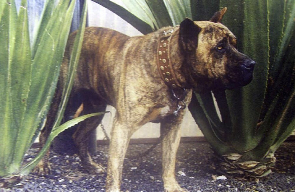 Photo of LEON DE SILVERIO MESA