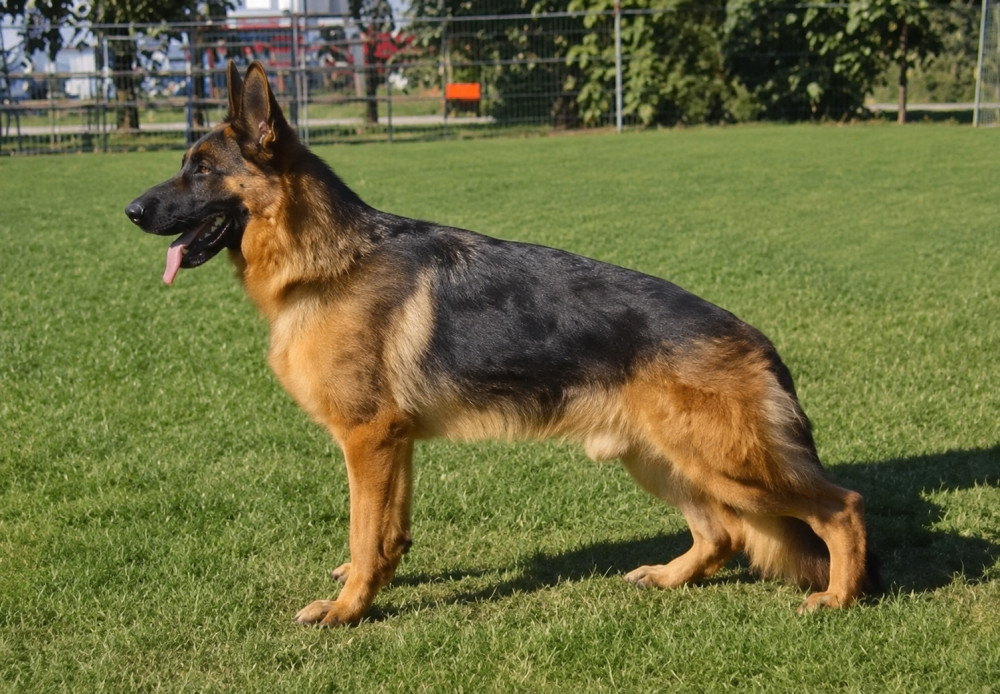 Photo of Urbas Vom Springberg