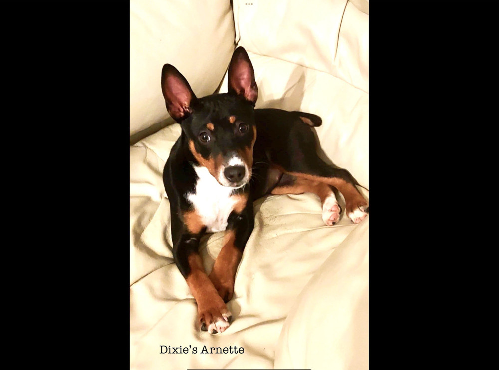 Photo of Dixie’s Arnette