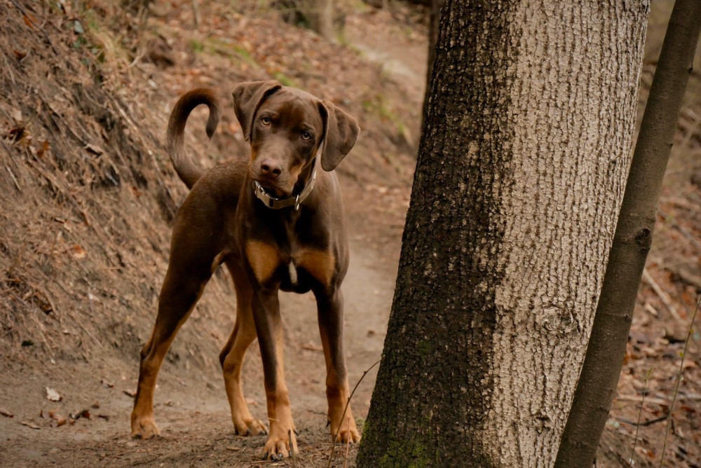 Photo of Austrian Alpine's Groot