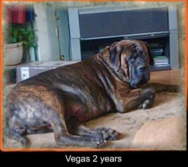 apbt　1piu1uguale3 MOUTON WRAP R3 Two Wraps And A Hooey Pedigree