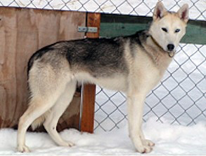 Photo of Arktisk Storm Diva