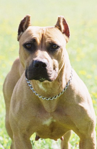 Photo of Gladiator Kennels CJ (Red Ranger/Camelot/Danger Zone)