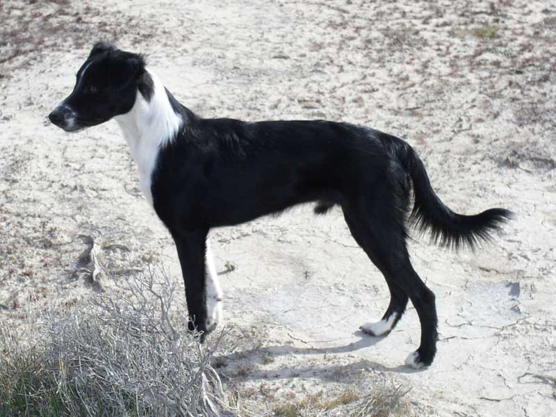Photo of Blue Cedar's Speedy