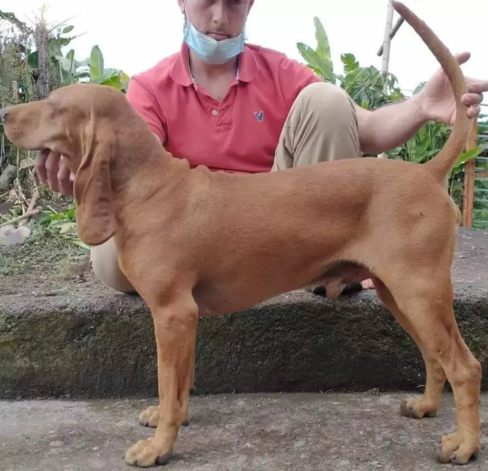 Presumido de la Matraca Sabuesos Pedigree