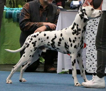 Photo of Hakiba's Karim