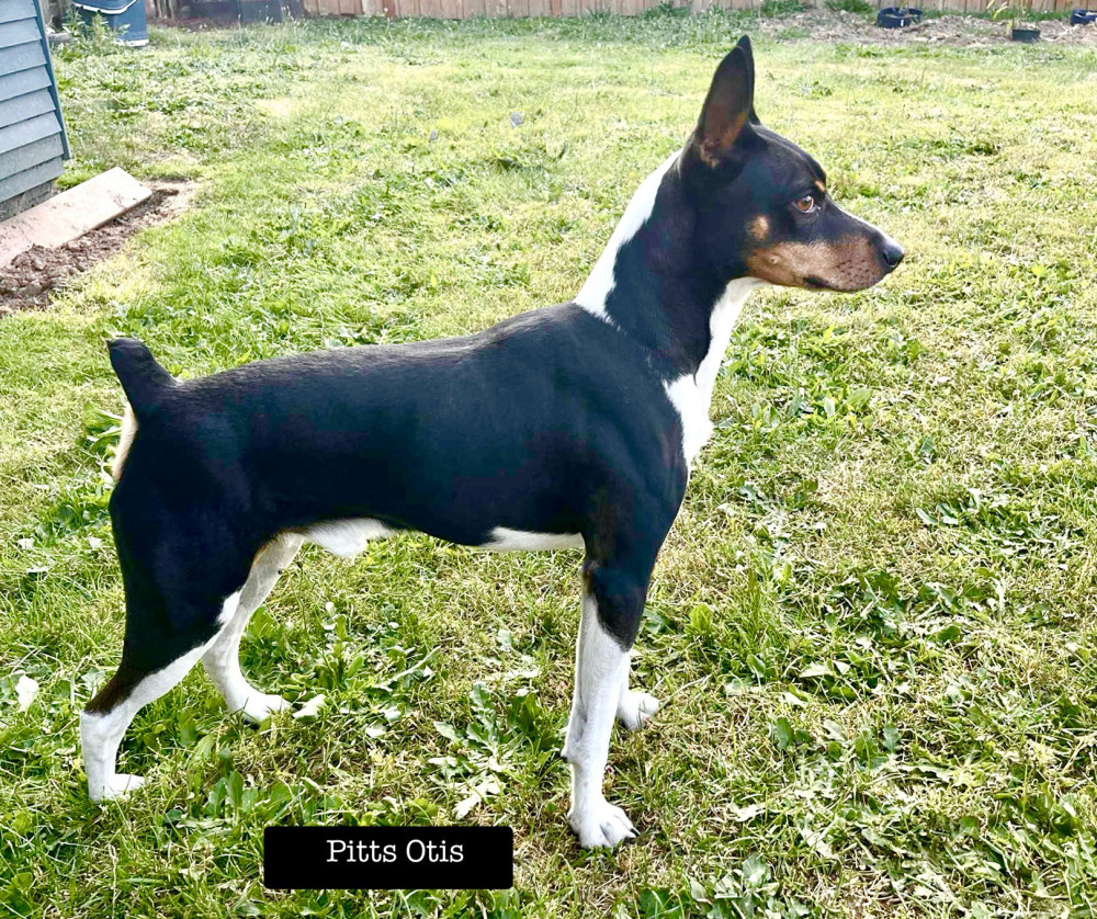 Photo of Pitts Otis