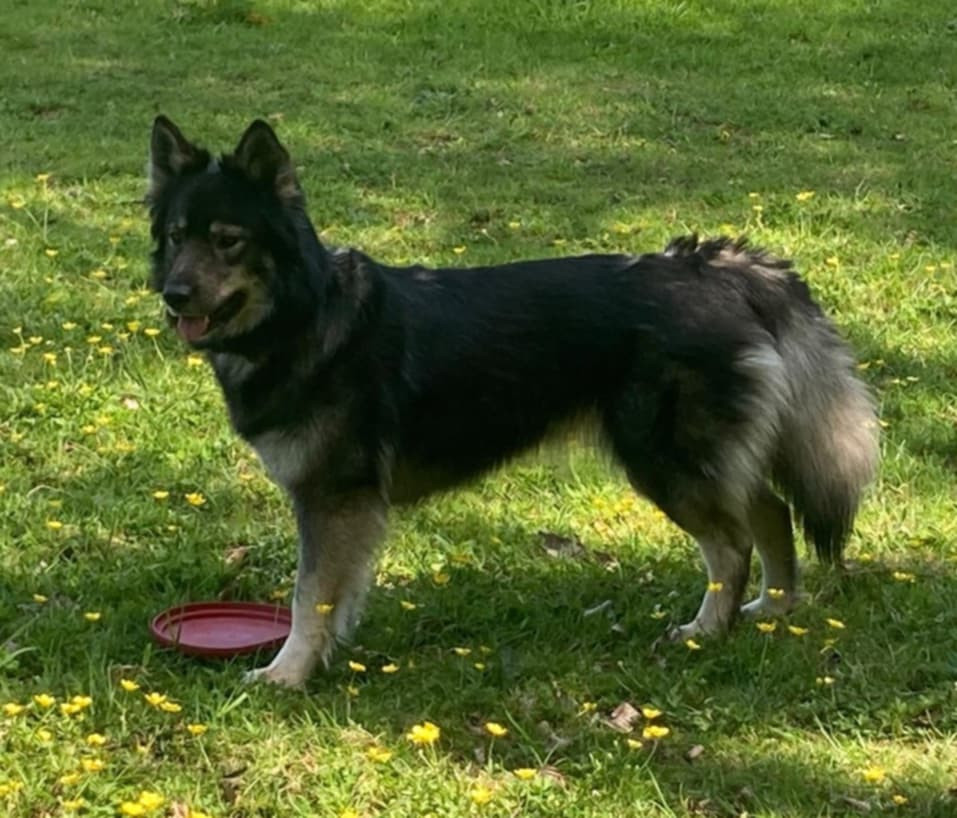 Photo of Triskelle (sans affixe)