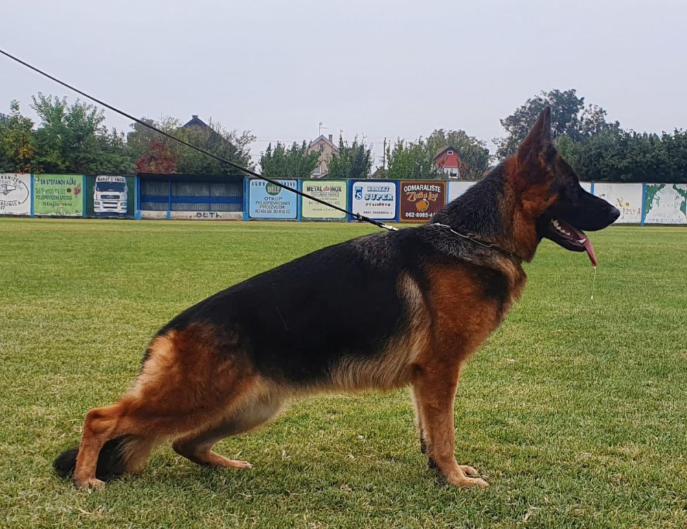 Photo of Imperia Tigback Hof