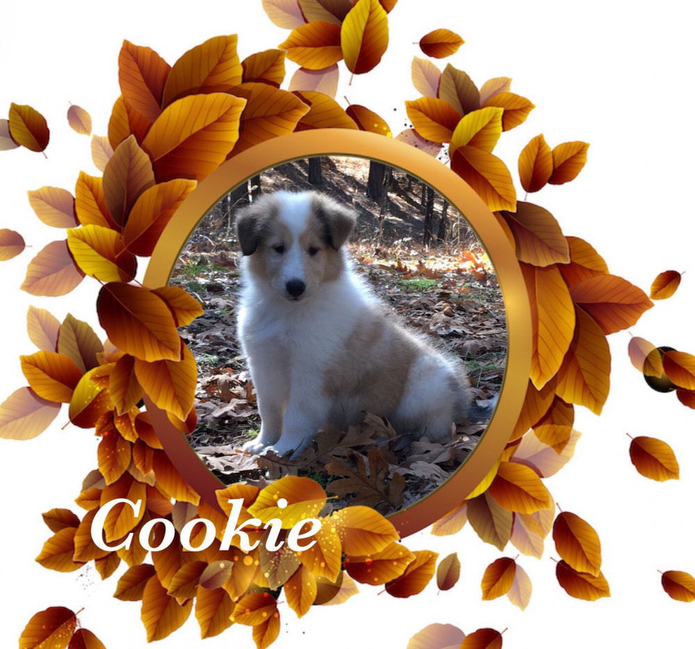 Photo of Cookie