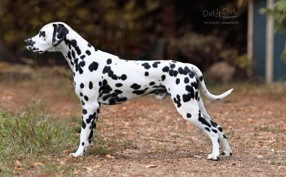 Photo of Dot4Dot Heartbreaker