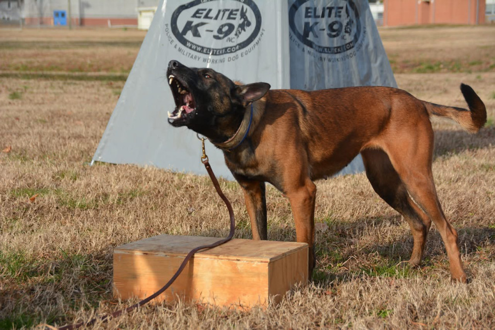 Photo of Sniperdogs Djaika