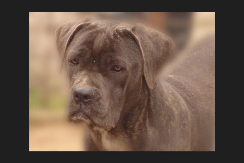 Photo of Ombra