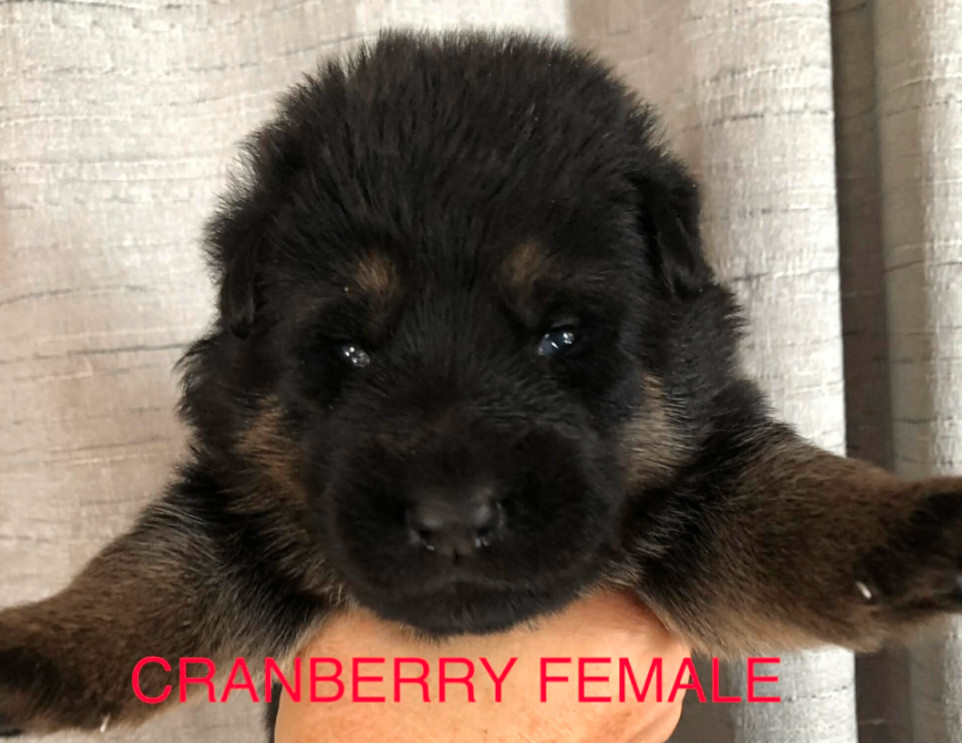Photo of Black Sheep's Cranberry
