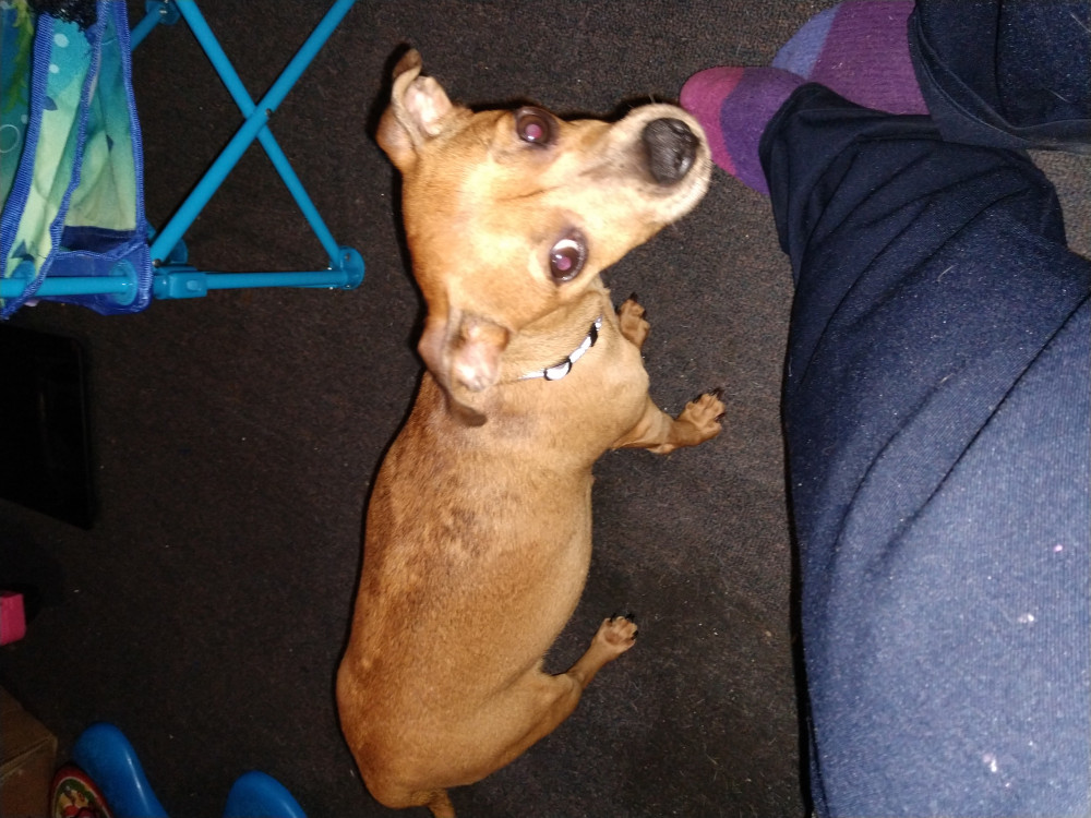 Photo of Peanut